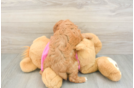 Cavapoo Pup Being Cute
