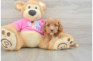 Energetic Cavoodle Poodle Mix Puppy