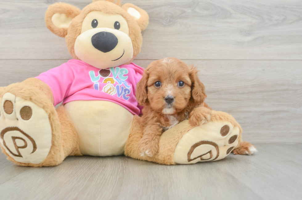 5 week old Cavapoo Puppy For Sale - Florida Fur Babies
