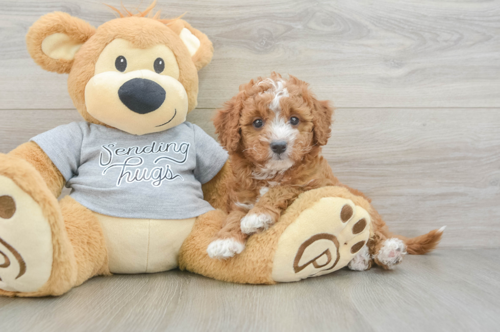 5 week old Cavapoo Puppy For Sale - Florida Fur Babies