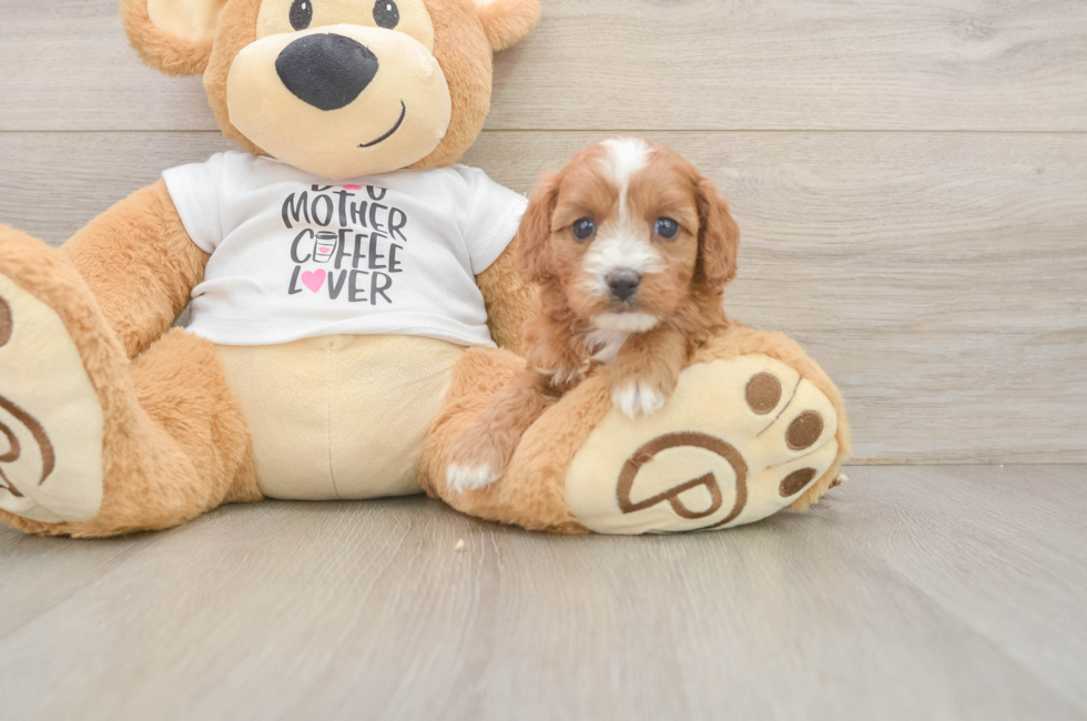 5 week old Cavapoo Puppy For Sale - Florida Fur Babies