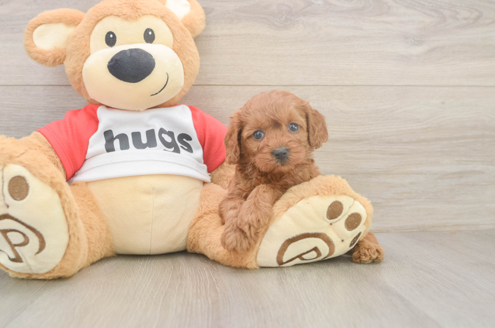 5 week old Cavapoo Puppy For Sale - Florida Fur Babies