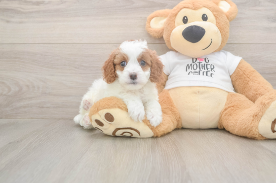 5 week old Cavapoo Puppy For Sale - Florida Fur Babies Cavapoo Pup Being Cute