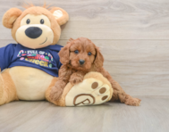7 week old Cavapoo Puppy For Sale - Florida Fur Babies
