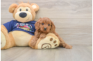 Cavapoo Puppy for Adoption