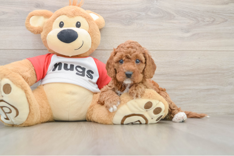 Friendly Cavapoo Baby