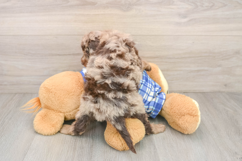 Sweet Cavapoo Baby