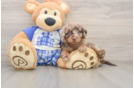 Cavapoo Puppy for Adoption