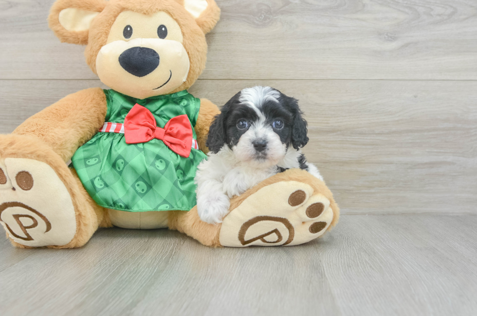 5 week old Cavapoo Puppy For Sale - Florida Fur Babies