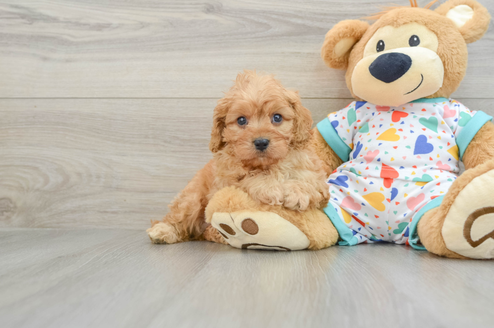 6 week old Cavapoo Puppy For Sale - Florida Fur Babies