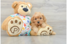 Playful Cavapoodle Poodle Mix Puppy