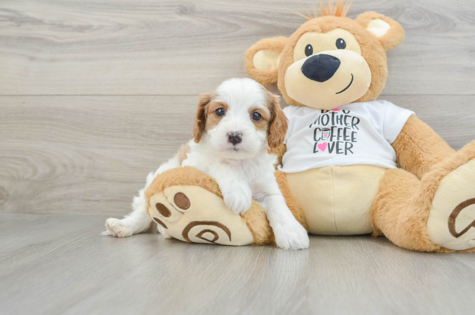 5 week old Cavapoo Puppy For Sale - Florida Fur Babies