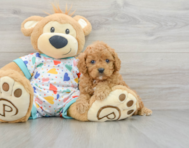 7 week old Cavapoo Puppy For Sale - Florida Fur Babies