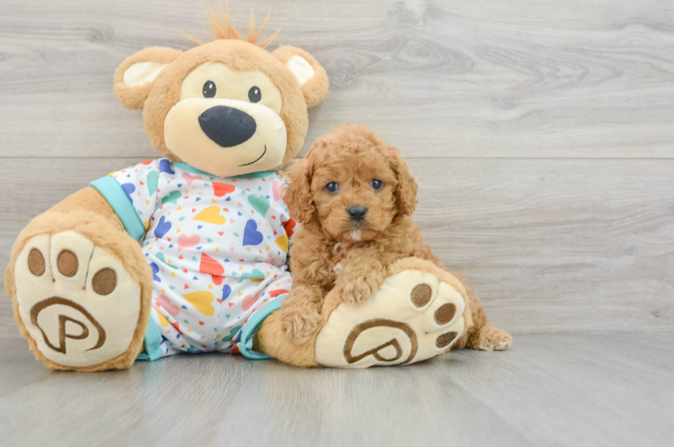 6 week old Cavapoo Puppy For Sale - Florida Fur Babies