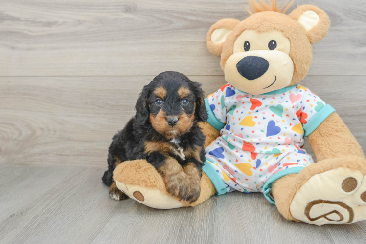Best Cavapoo Baby