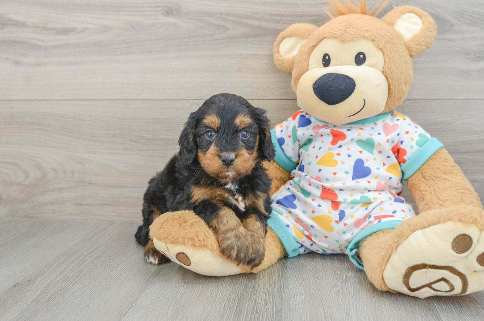 5 week old Cavapoo Puppy For Sale - Florida Fur Babies