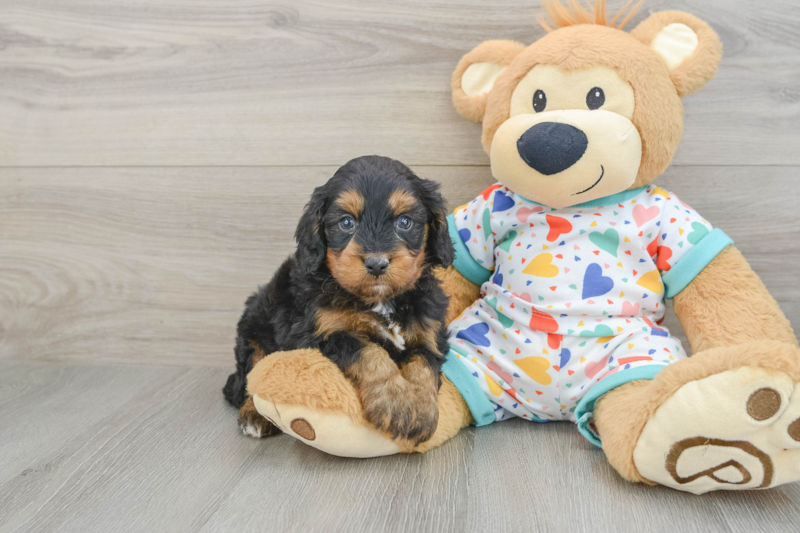 Meet Ellis - our Cavapoo Puppy Photo 1/3 - Florida Fur Babies
