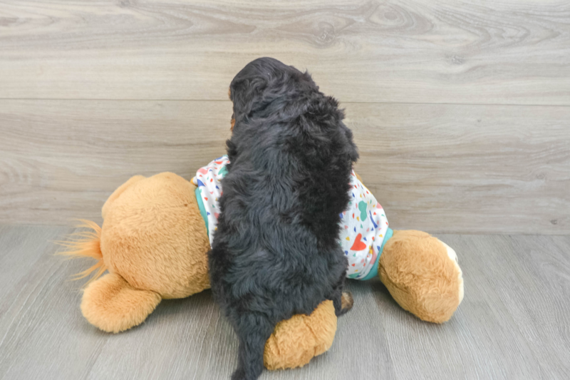 Meet Ellis - our Cavapoo Puppy Photo 2/3 - Florida Fur Babies