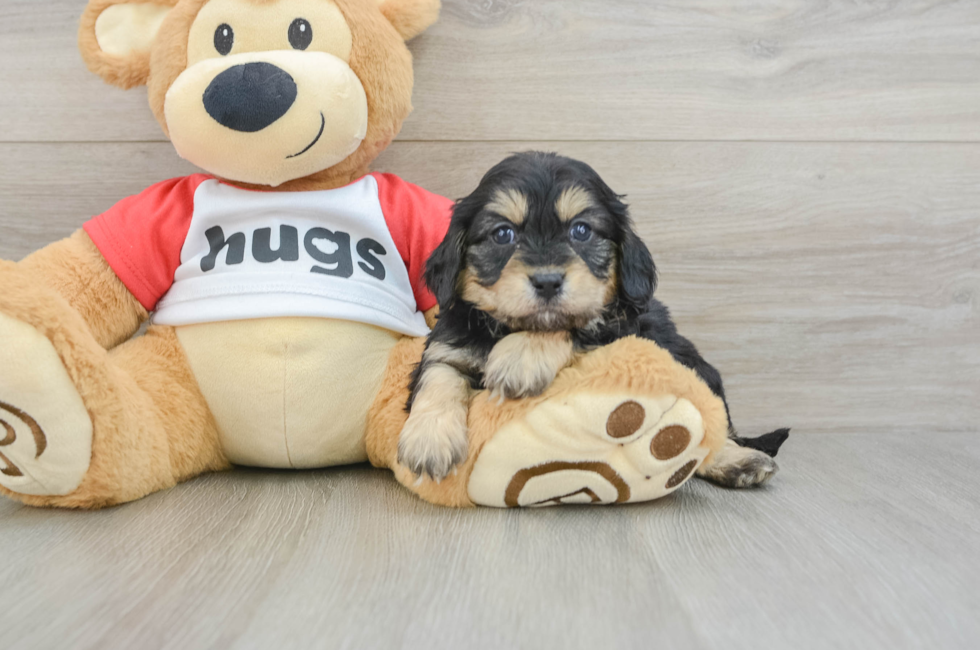 7 week old Cavapoo Puppy For Sale - Florida Fur Babies