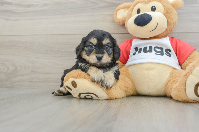 Meet Ellis - our Cavapoo Puppy Photo 2/3 - Florida Fur Babies