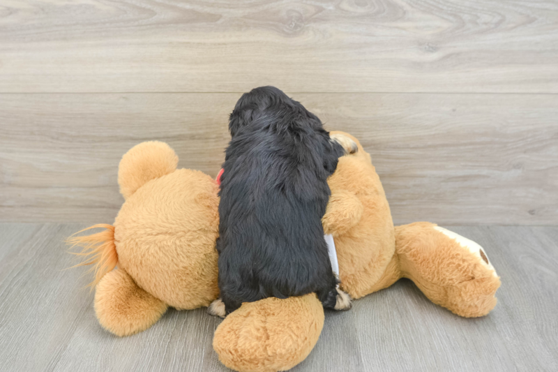 Meet Ellis - our Cavapoo Puppy Photo 3/3 - Florida Fur Babies
