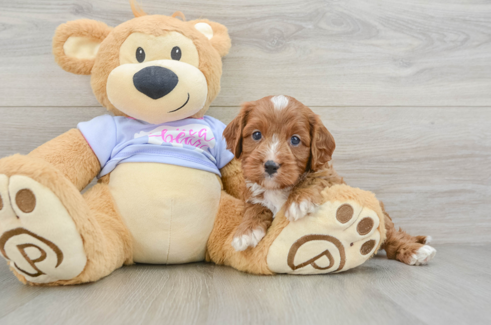 5 week old Cavapoo Puppy For Sale - Florida Fur Babies
