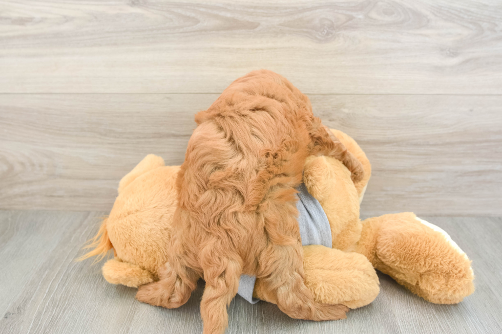 Playful Cavapoodle Poodle Mix Puppy