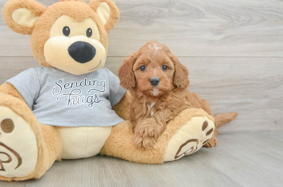 5 week old Cavapoo Puppy For Sale - Florida Fur Babies