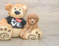 7 week old Cavapoo Puppy For Sale - Florida Fur Babies