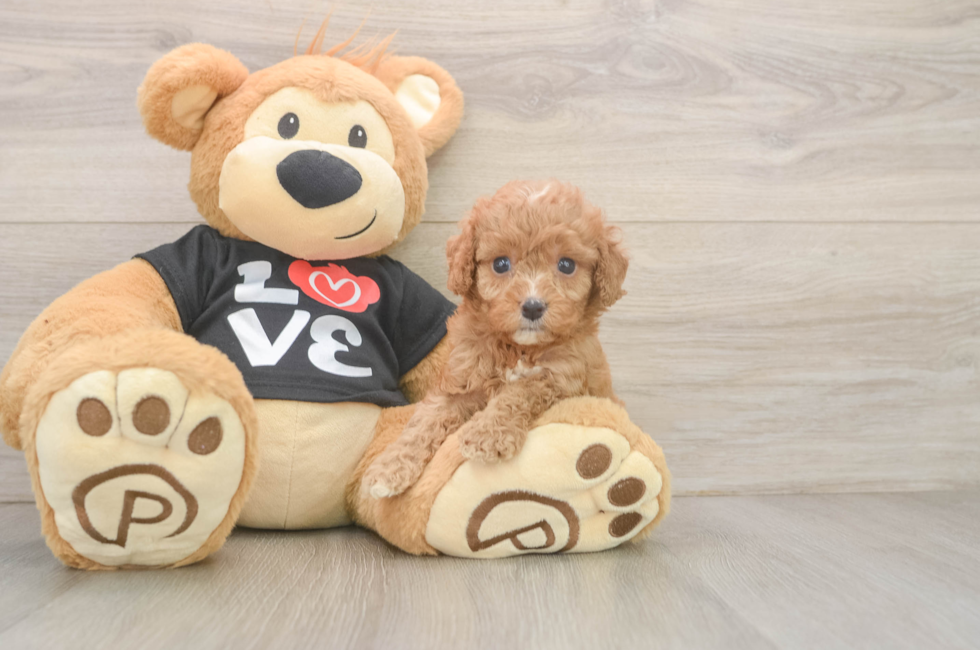 5 week old Cavapoo Puppy For Sale - Florida Fur Babies