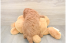 Small Cavapoo Baby
