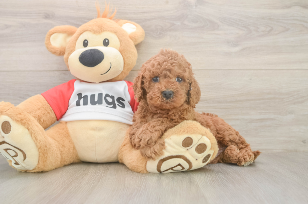 5 week old Cavapoo Puppy For Sale - Florida Fur Babies