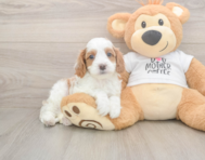 8 week old Cavapoo Puppy For Sale - Florida Fur Babies
