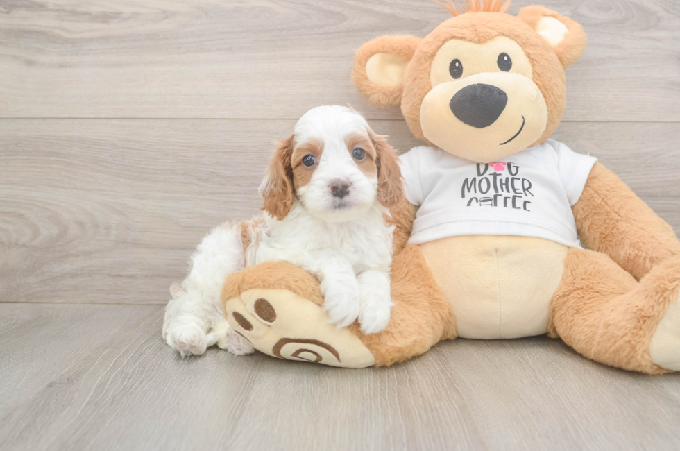5 week old Cavapoo Puppy For Sale - Florida Fur Babies