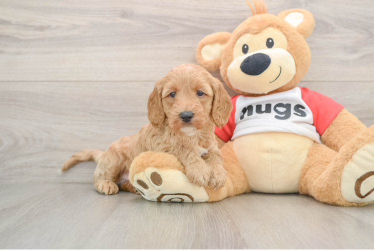 Cavapoo Puppy for Adoption