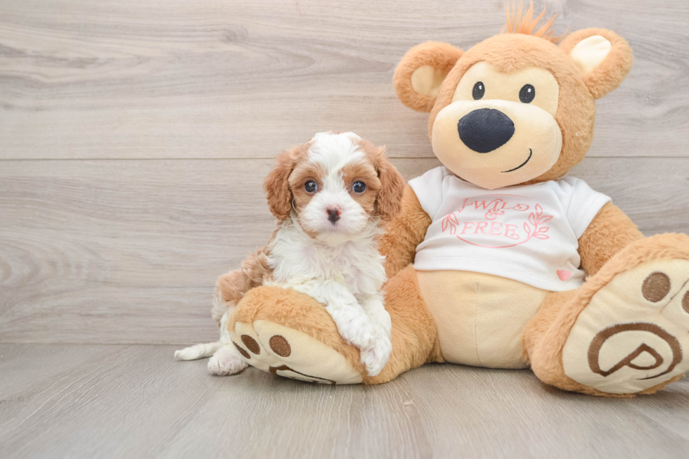 Cavapoo Puppy for Adoption