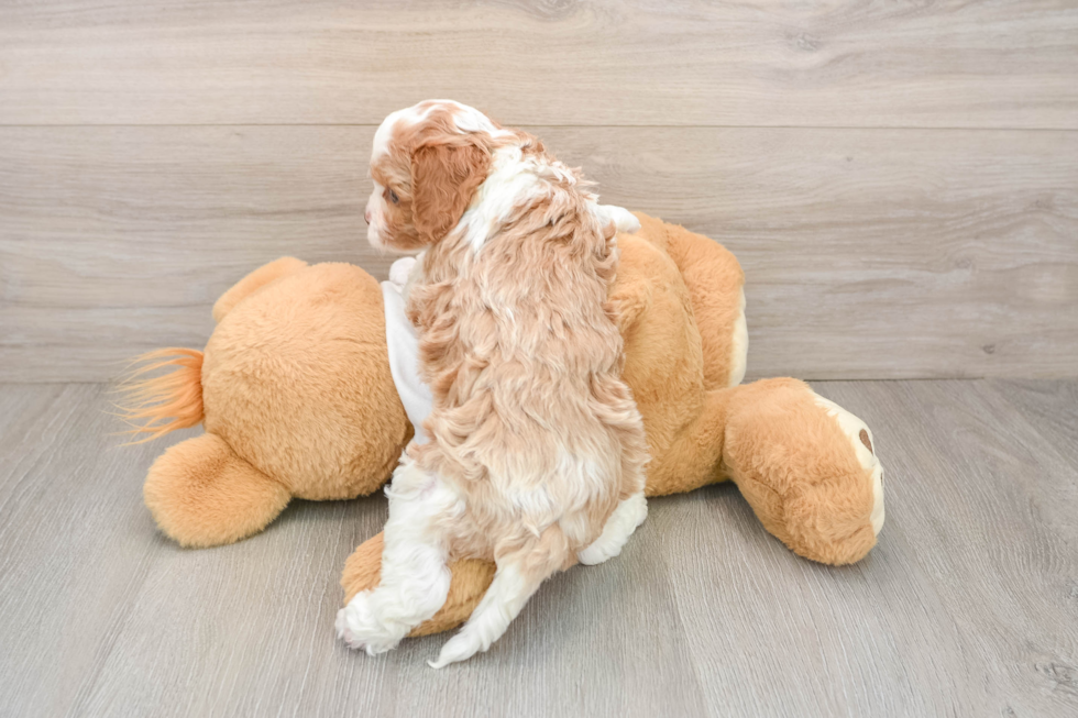 Small Cavapoo Baby