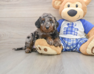 7 week old Cavapoo Puppy For Sale - Florida Fur Babies