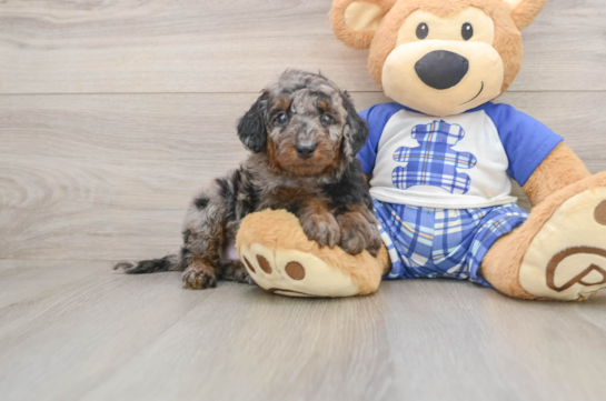 Funny Cavapoo Poodle Mix Pup