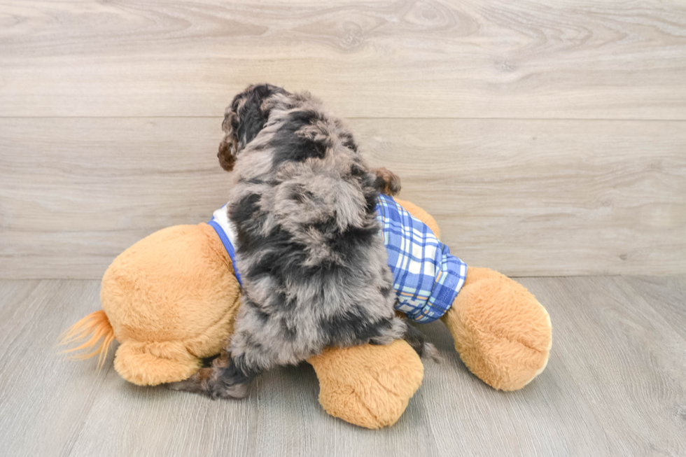 Fluffy Cavapoo Poodle Mix Pup