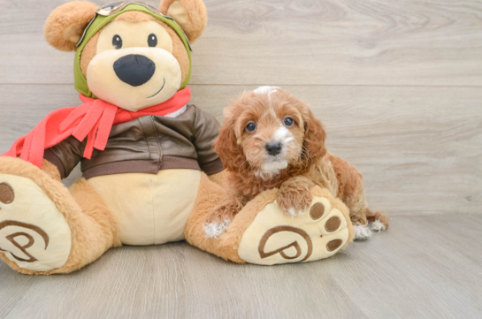 Best Cavapoo Baby
