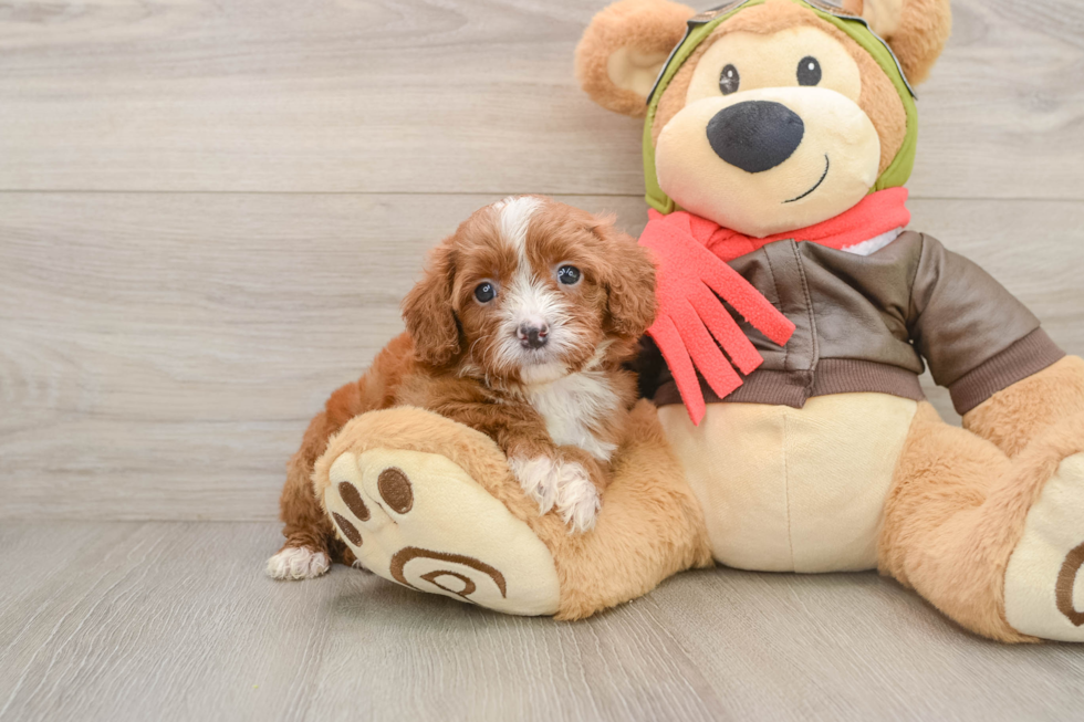 Best Cavapoo Baby