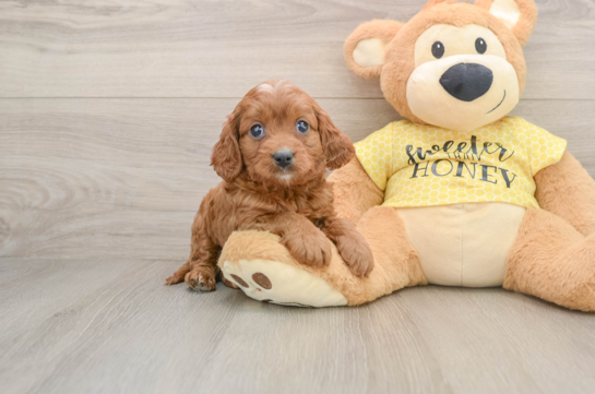 Petite Cavapoo Poodle Mix Pup
