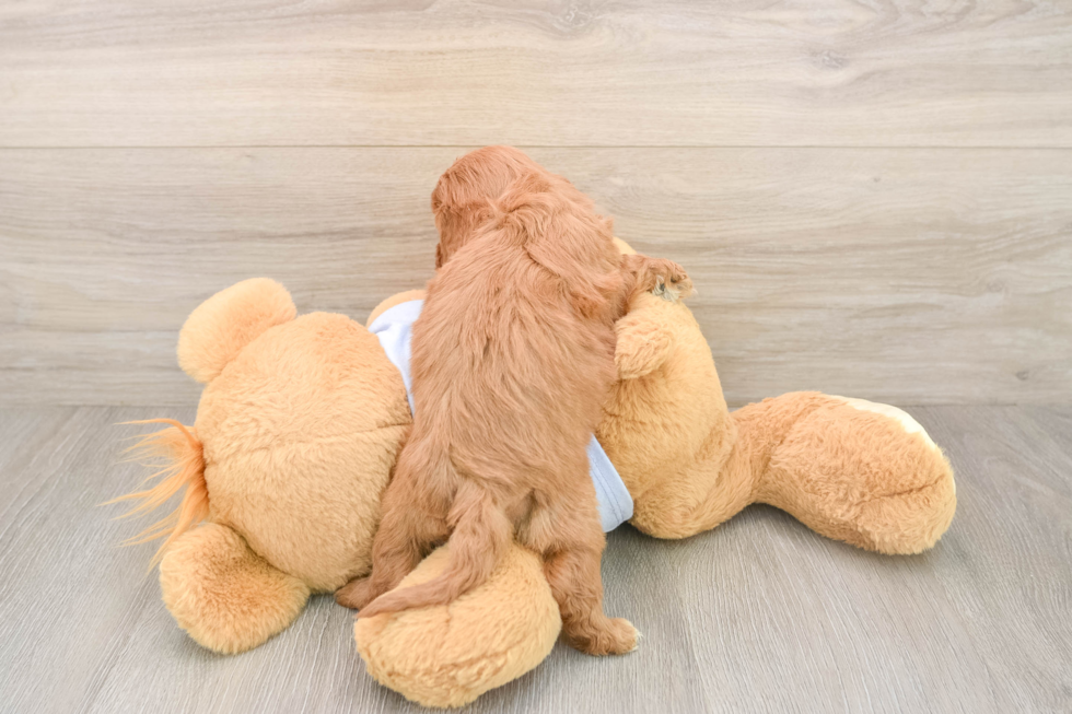 Cute Cavapoo Baby