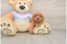 Cavapoo Puppy for Adoption