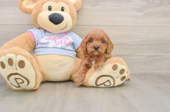 Cavapoo Puppy for Adoption