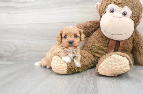 5 week old Cavapoo Puppy For Sale - Florida Fur Babies