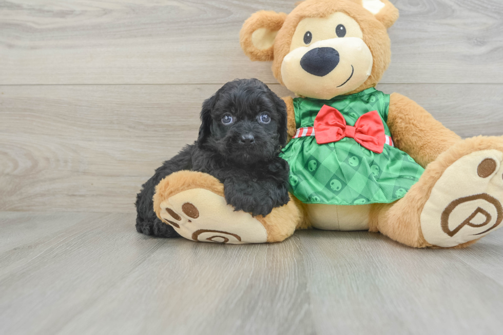 Petite Cavapoo Poodle Mix Pup