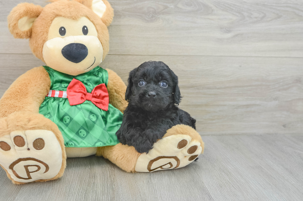 5 week old Cavapoo Puppy For Sale - Florida Fur Babies