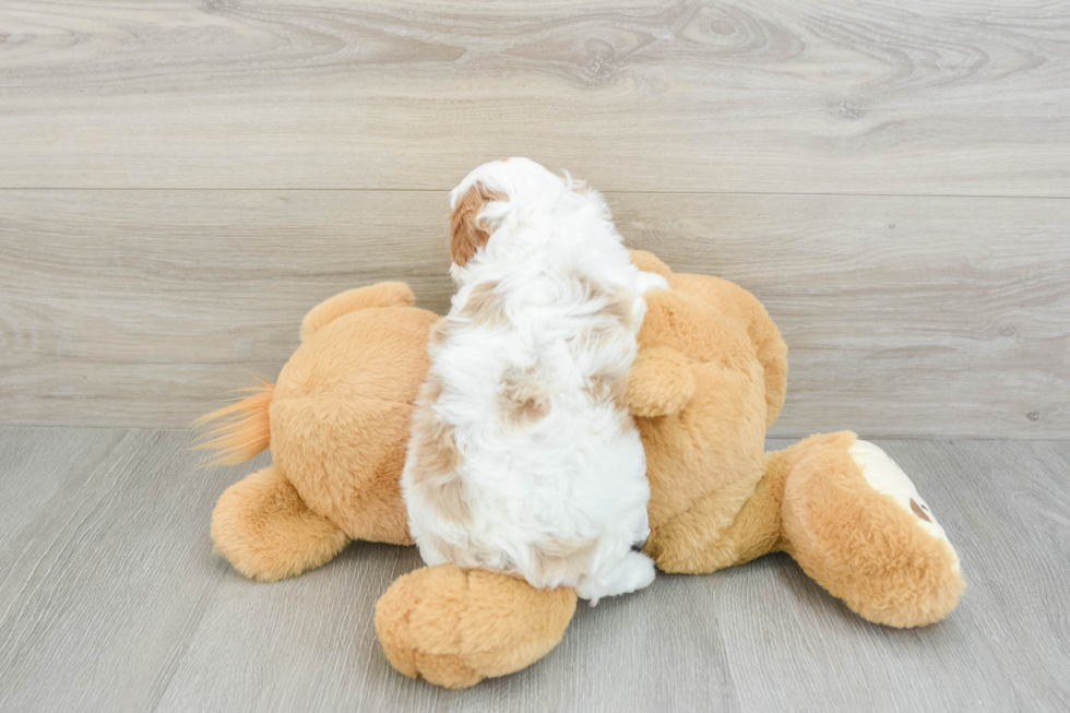 Happy Cavapoo Baby